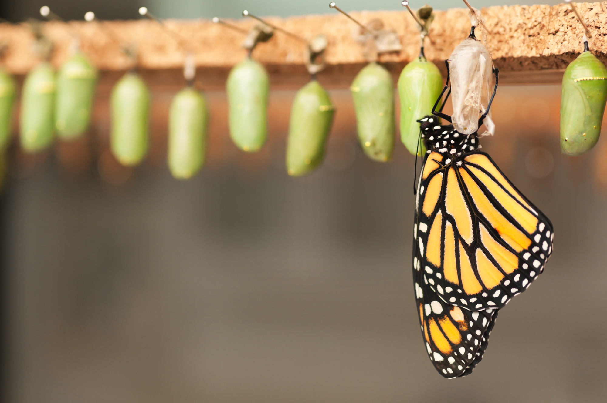 Newborn butterfly and green cocoons Fan Subscription Blog